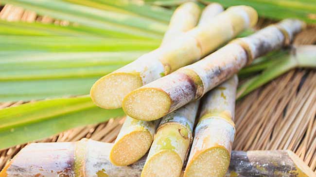 cara mudah memotong tunas tebu