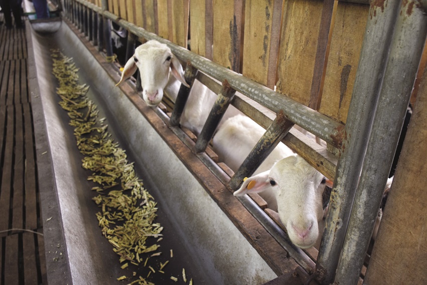 Cara Bikin Silase Pakan Domba