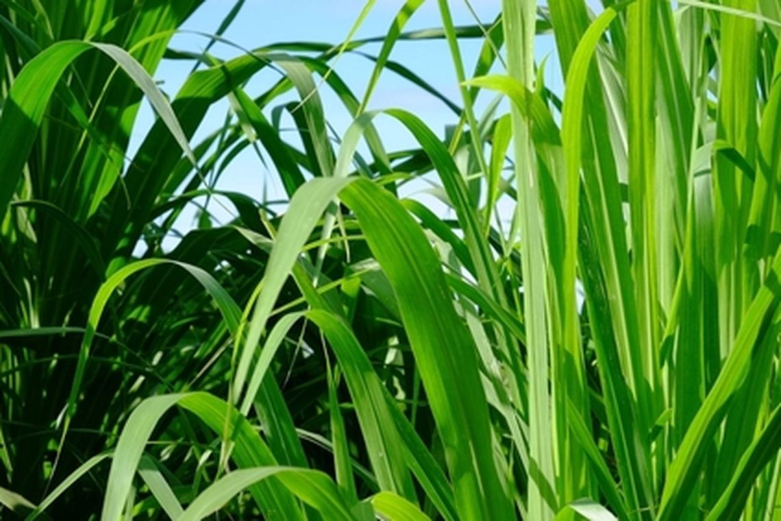 hijauan ramah biaya peternak