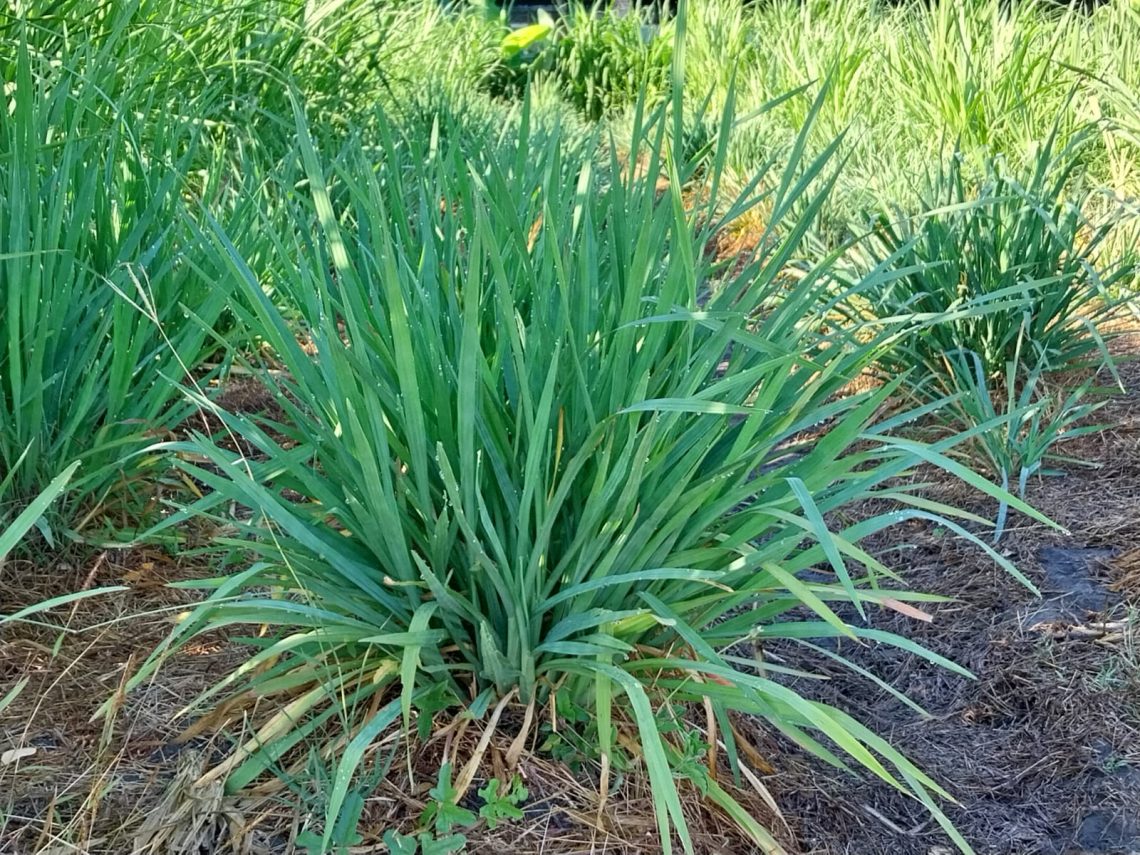 pakan hijauan mudah dicerna