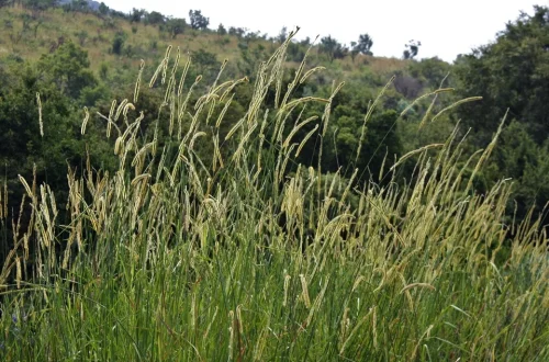 rumput lembut palatabel ternak