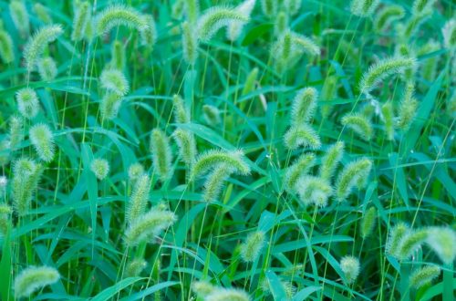 rumput segar untuk ruminansia