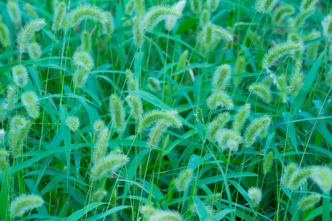 rumput segar untuk ruminansia