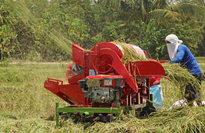 Cara Merontokkan Padi Modern