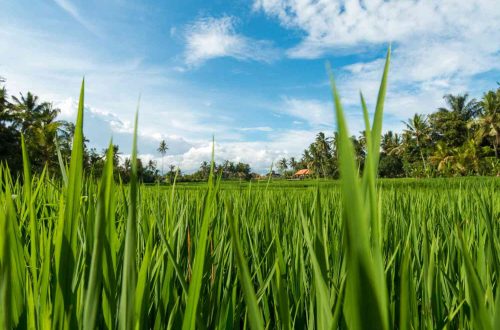 pengolahan gabah menjadi beras