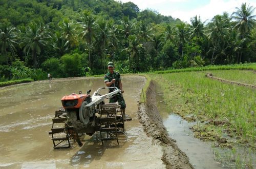Hasil Bajak Sawah Pakai Hand Tractor Lebih Rata Dan Produktif