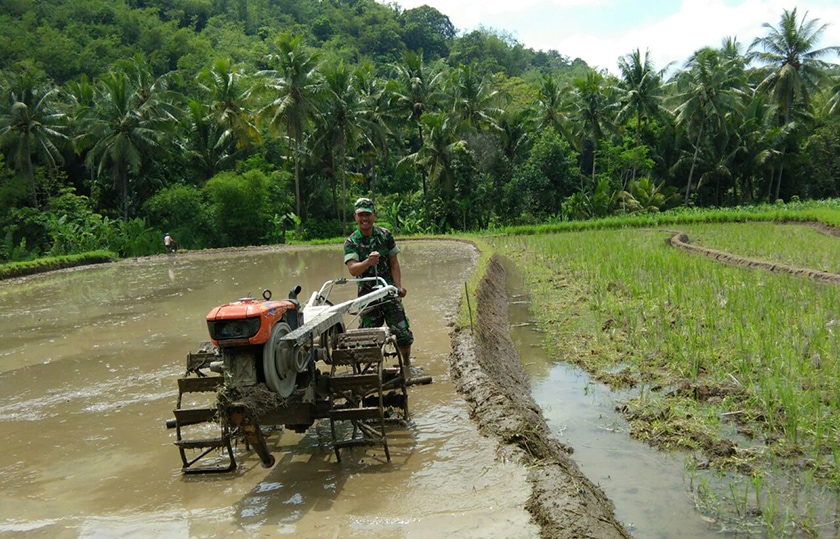 Hasil Bajak Sawah Pakai Hand Tractor Lebih Rata Dan Produktif