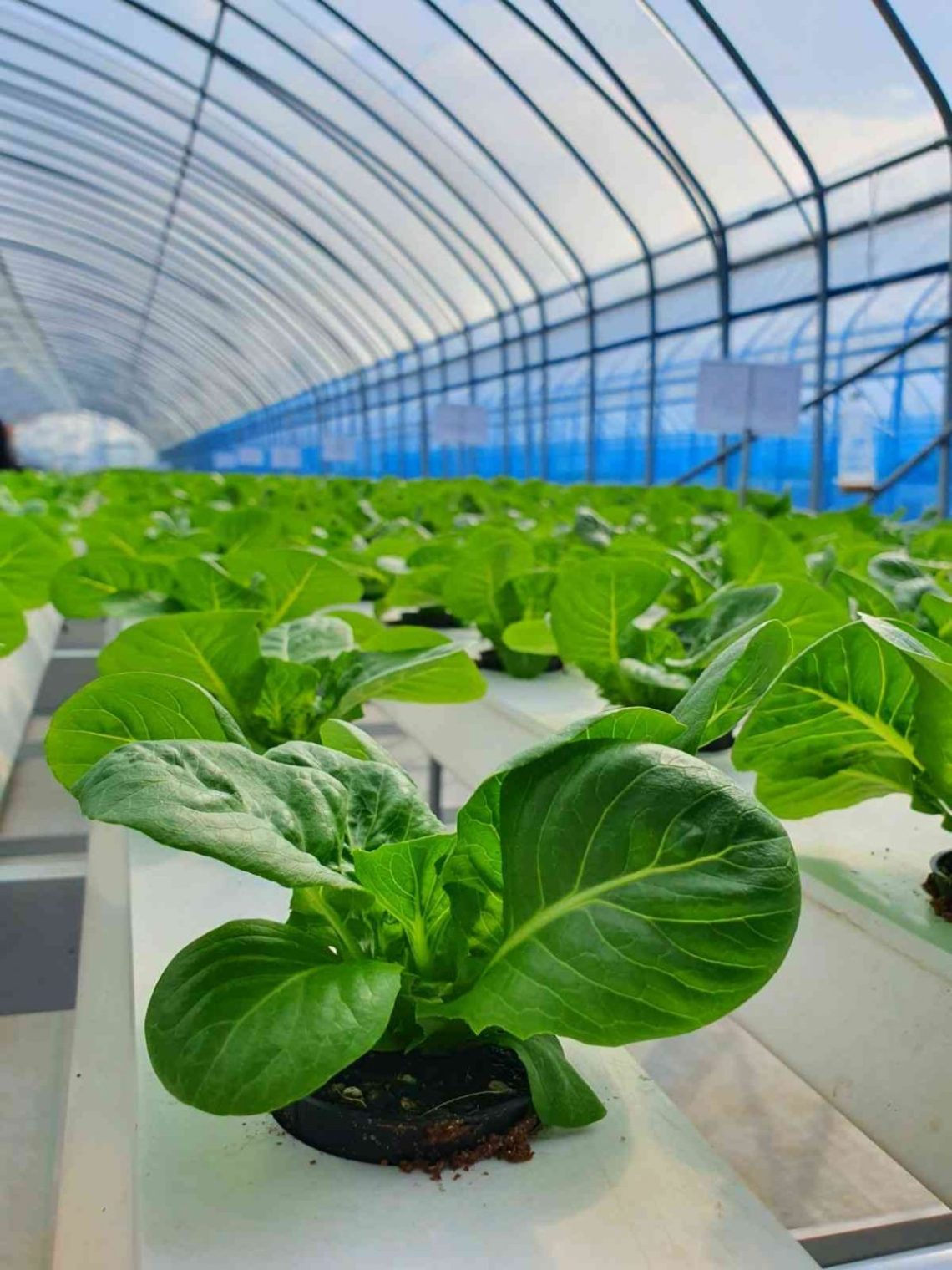 fungsi greenhouse untuk usaha hidroponik