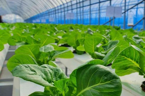 fungsi greenhouse untuk usaha hidroponik