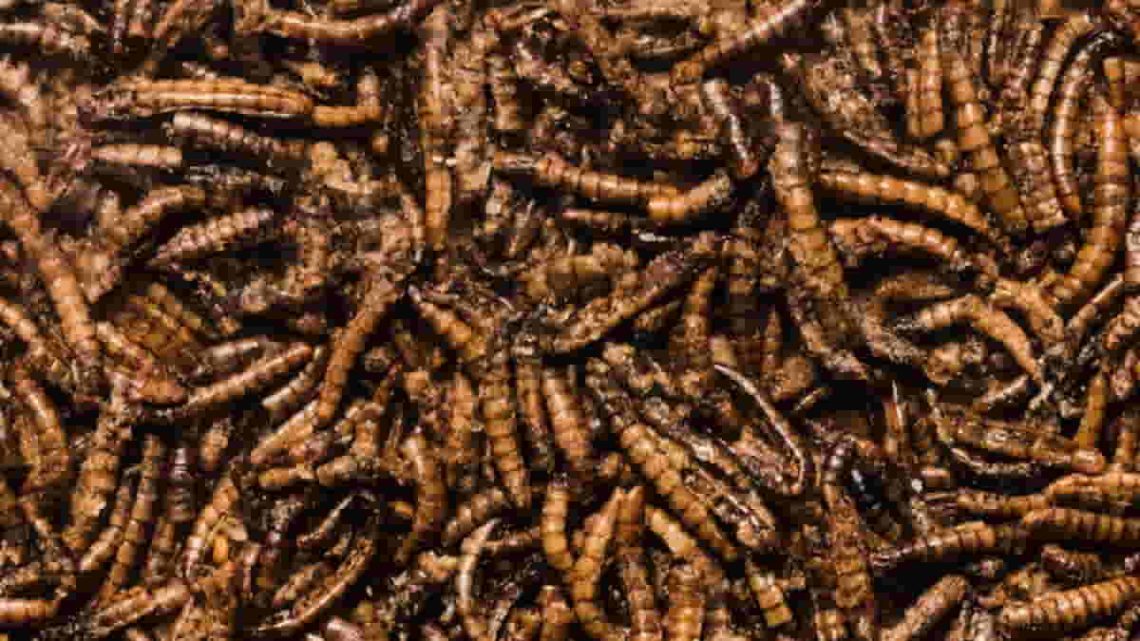 cara membuat maggot kering berkualitas