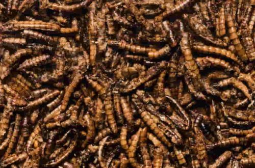 cara membuat maggot kering berkualitas