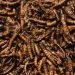 cara membuat maggot kering berkualitas