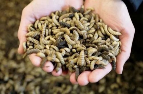 Keuntungan Menggunakan Mesin Pengering Maggot
