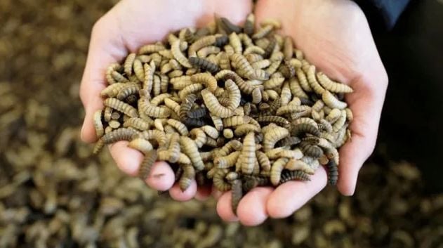 Keuntungan Menggunakan Mesin Pengering Maggot