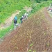cocomesh-untuk-rehabilitasi-lahan-rusak