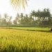 cara siram padi sawah