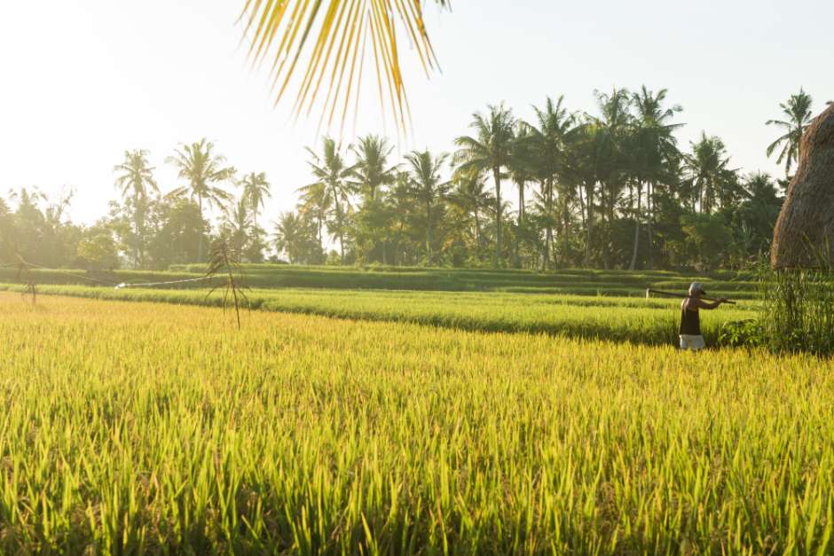 cara siram padi sawah