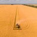 Mesin Panen Padi Combine Harvester