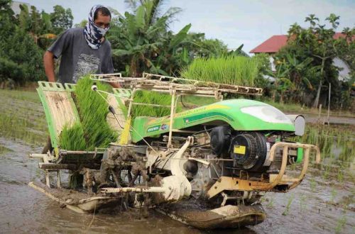 alat bantu menanam padi
