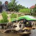 alat bantu menanam padi